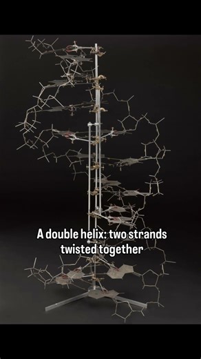 The Double Helix Structure of DNA