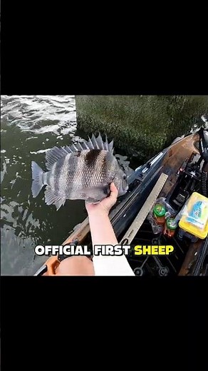 SHEEPSHEAD Have ARRIVED in New Jersey! 2026 Season