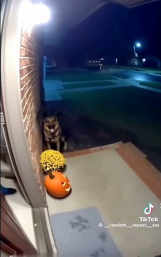 Bubble Guppies Trick or Treat Mr Grumpfish