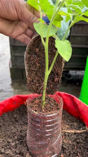 A simple way to grow more roots in tomatos plant by using used bottles #tomato #plants #nature