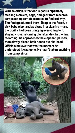 Gorilla Tried to Save a Dying Elephant