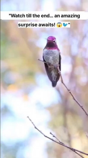 "The Only Bird That Flies Backwards?! 🐦💨 | Hummingbird Facts"#Hummingbird #BirdFacts #NatureWonder