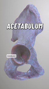13K views · 107 reactions | The acetabulum is a concave, cup-shaped...