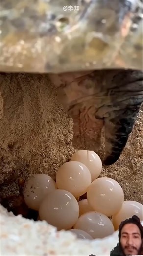 Owner Rescue Broken Turtle Egg 🥚 #viralvideo #shortsvideo #shorts
