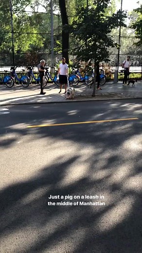 Doggy is like “ WTF “ 😂 #pet #pets #petsoftiktok #animal #loveanimals #animallover #pig #piggy #thewalkingdog #animalwalk #lol #petlove #manhattan