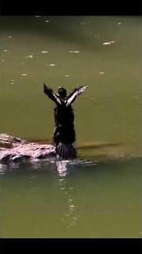 Cormorant Bird Sounds: Listen to the Coastal Call