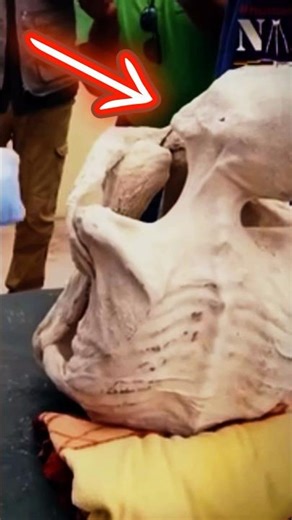 The Nazca Alien Mummies (Part 3)