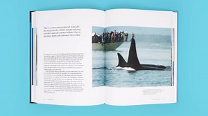 Wild Orcas: A Deep Dive into the World of Killer Whales