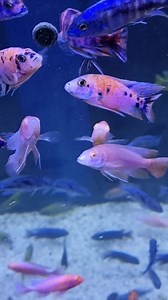 Fish love their stick on treats Treat your fish this Xmas | East Lothian Aquatics