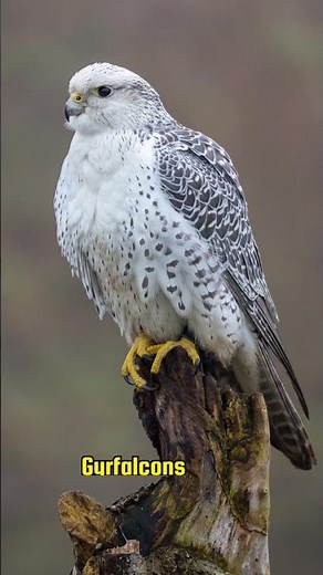 Gyrfalcon: The Arctic's Fierce Predator!