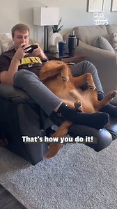 298K views · 1.6K reactions | Cutest trust fall ever! 殺﫴 | Try Not to Laugh | Facebook