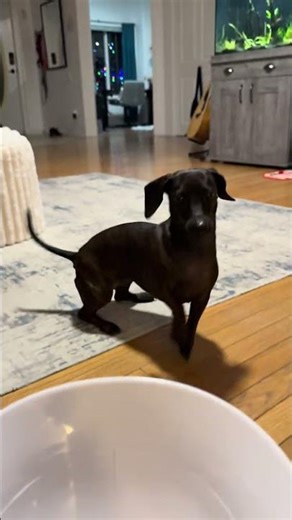 Dachshund Freaks Out When the Ball Launches