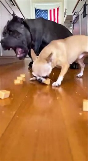Endless Food Race… Tiny Chihuahua vs Giant Dog 🇺🇸🔥🐶