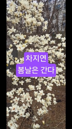 차지연 '봄날은 간다'