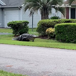 This gator has swag! | Try Not to Laugh