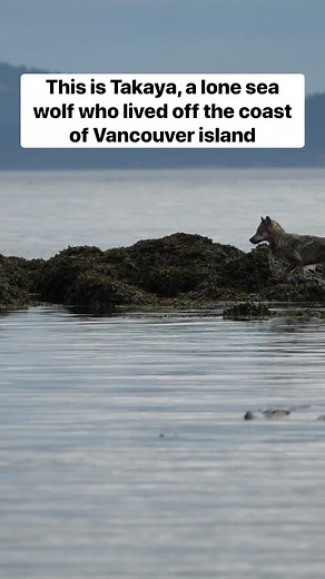 Celebrating Takaya: The Iconic Coastal Wolf of British Columbia