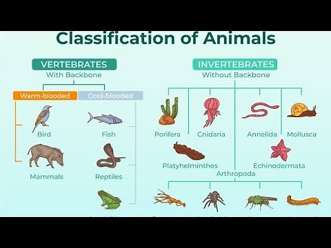 Classification of Animals | Mammals, Birds, Reptiles, Amphibians and Fish | #science