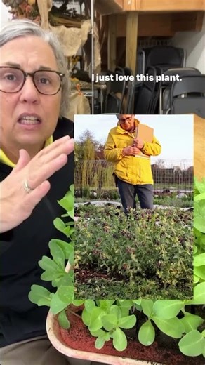 Another underused ‘Cool Flower’