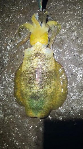 Oct. 24, 2025, Patterned Squid Egging Dawn Fishing Trip, Second Catch Video #JejuEging #Patterned...