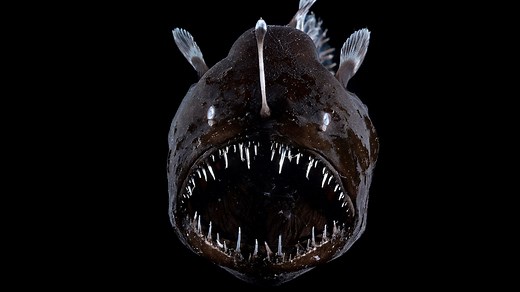 WATCH: The Weird Killer of the Deep