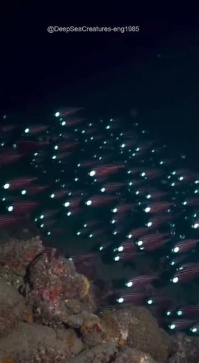 Blinking headlights to confuse predators 💡👀 #flashlightfish #deepsea #AI