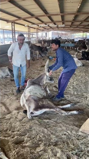 Proper care for a cow that cannot walk | Turning a cow | Gauseva | Gaumata