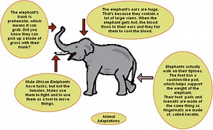 Animal Adaptations