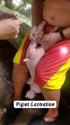 Piglet castration Videographer: Zean Jay #happyfarmingeveryone #backyardfarming #kareels #oinkoink #fypシ゚viral #fypツ | Mark Jayson Pereña