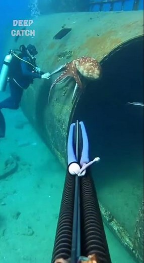 Deep Sea Spearfishing Adventure #spearfishing #deepblue #deepsea #fishing #underwater #speargun