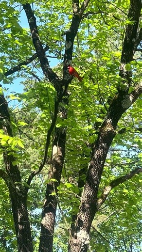 The beautiful territorial song of the North American Cardinal in Alpharetta, GA