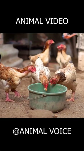 🦁 Top Wild Animal Sounds Compilation | Real Jungle Voices