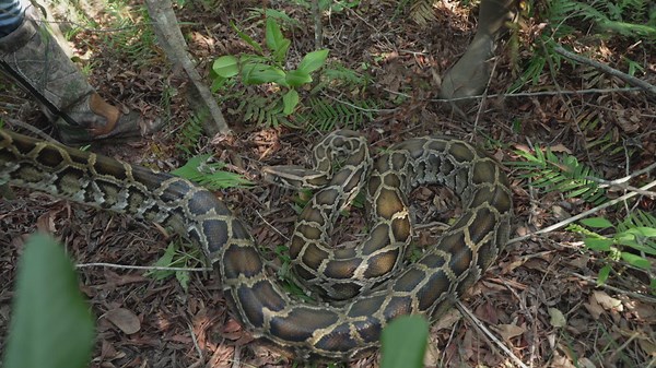 Watch Swamp People: Serpent Invasion Season 4 Episode 12 | HISTORY Channel