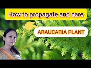 How to care and propagate ARAUCARIA PLANT || #araucaria #organicgardens
