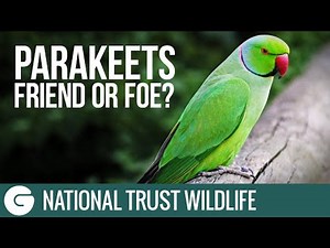 National Trust Wildlife: Parakeets