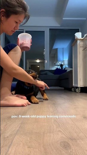 Rottweiler Puppy Working On Training