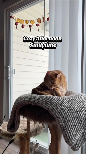 Cozy Afternoon Studytime 📗