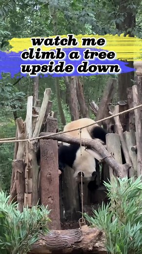 Panda Climbing Tree Upside Down Video