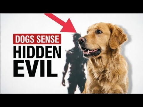 Dogs Can Sense Evil people— And This Proves It💯 || Your Dog Is Warning You…