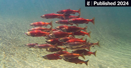Fish That School Together Save Energy, Study Finds