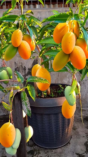 1.2M views · 10K reactions | How to Grow a Mango Tree with a Store-Bought Mango 省 With using aloevera | Rana Craft | Facebook