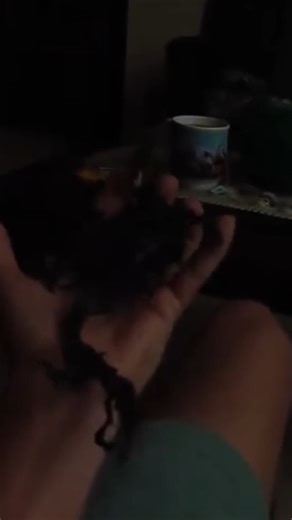 Un alien retrouvé qui ressemble à Venom ? | Le grand jd