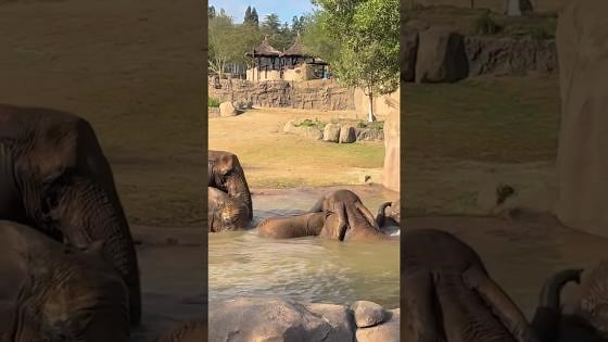 Elephants enjoy splashing in the pool together
