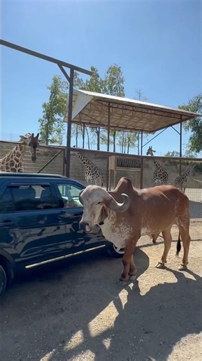 Animal Lovers!! 🐂🦒