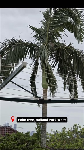 Look behind the clothes line 👀 In the Brisbane suburb of Holland Park West, Karen heard magpies bothering something in her neighbour’s palm tree, so she grabbed some binoculars to take a closer look. Alarmed by what she saw, she texted Nola, who lives next door. “I went down to look and that’s when I was shocked to see a beautiful koala right in the top of the palm,” said Nola, who called Koala Rescue Brisbane South. “I knew I couldn’t leave it there as there no gum trees around.” Dogs live in 