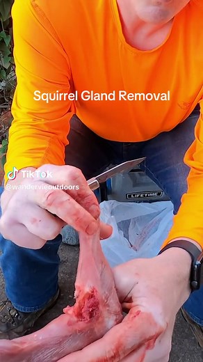Squirrel Gland Removal. Learjing how to remove the front and back leg glands in a squirrel will help reduce the gamey flavor that some people dont like. The full episode helps teach and refresh on cleaning and processing squirrels for cooking. Check out “Squirrel Skinning and Proceasing. From Hunt to Table” over on our youtube channel. Check out our other episodes and dont forget to SUBSCRIBE there and FOLLOW here! #hunting #outdoors #squirrelhunting #wildgame