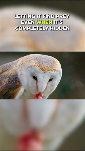 Top Ten Predators That Can Catch Prey at Night: Barn Owl