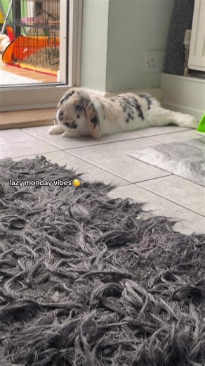 #rabbitsoftiktok #barneybunny #bunny #rabbits