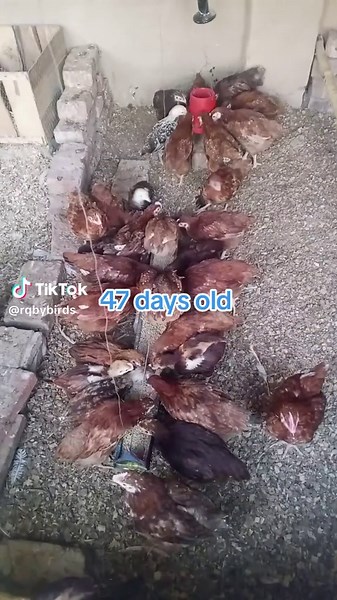 47 days old | RIR Commercial and Heritage #beautifulbirds #rir #animals #birds #backyardchickens