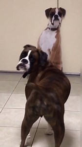1.2M views · 9.1K reactions | "My dog's reaction seeing a fake boxer for the first time"  Credit: Pet Qwerks Toys | VT | Facebook
