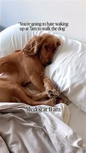 Trust me, if I get up early, it’s not because of Alba…😅😅 . . . . #lazydog #furbaby